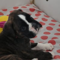 BONNIE 36 JOURS