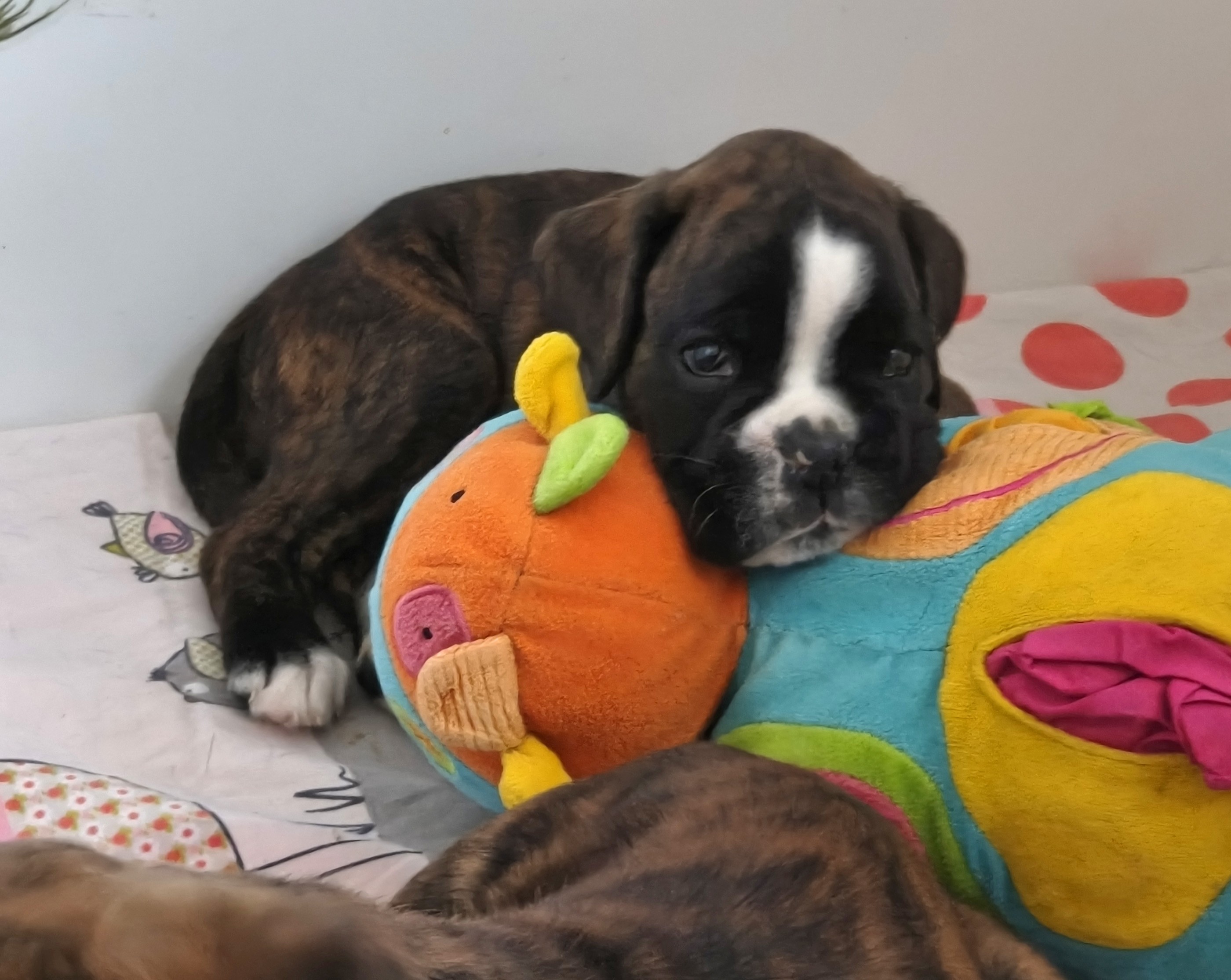 BONNIE 36 JOURS