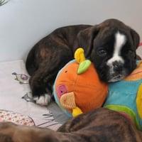 BONNIE 36 JOURS