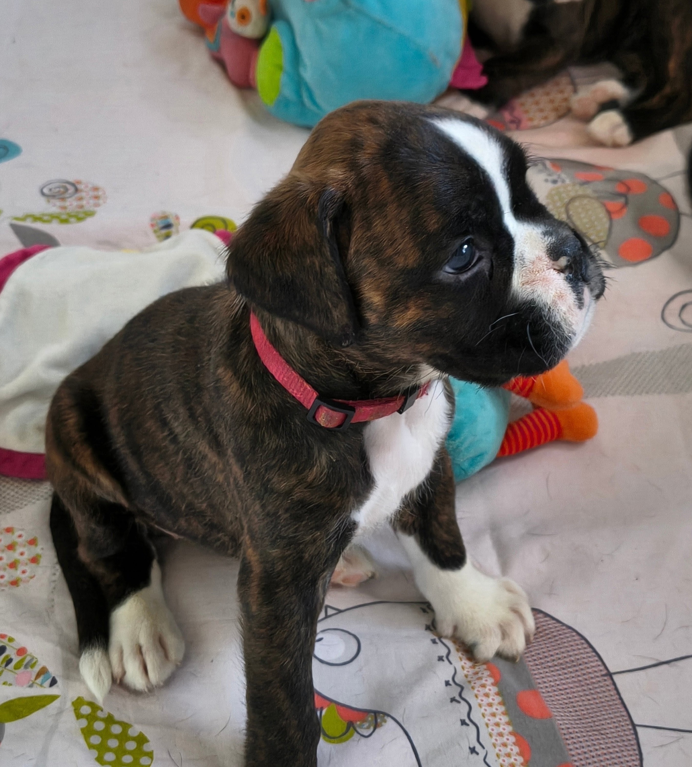BONNIE 36 JOURS