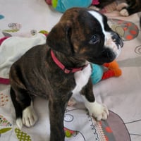 BONNIE 36 JOURS