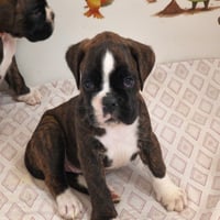 BONNIE 40 JOURS