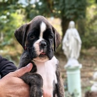 BONNIE 45 JOURS