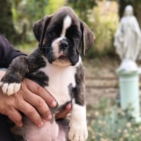 BONNIE 45 JOURS