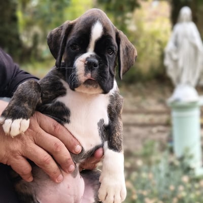 BONNIE 45 JOURS