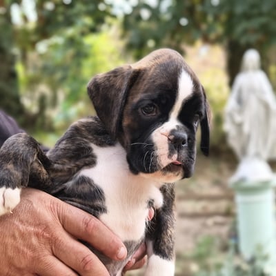 BONNIE 45 JOURS