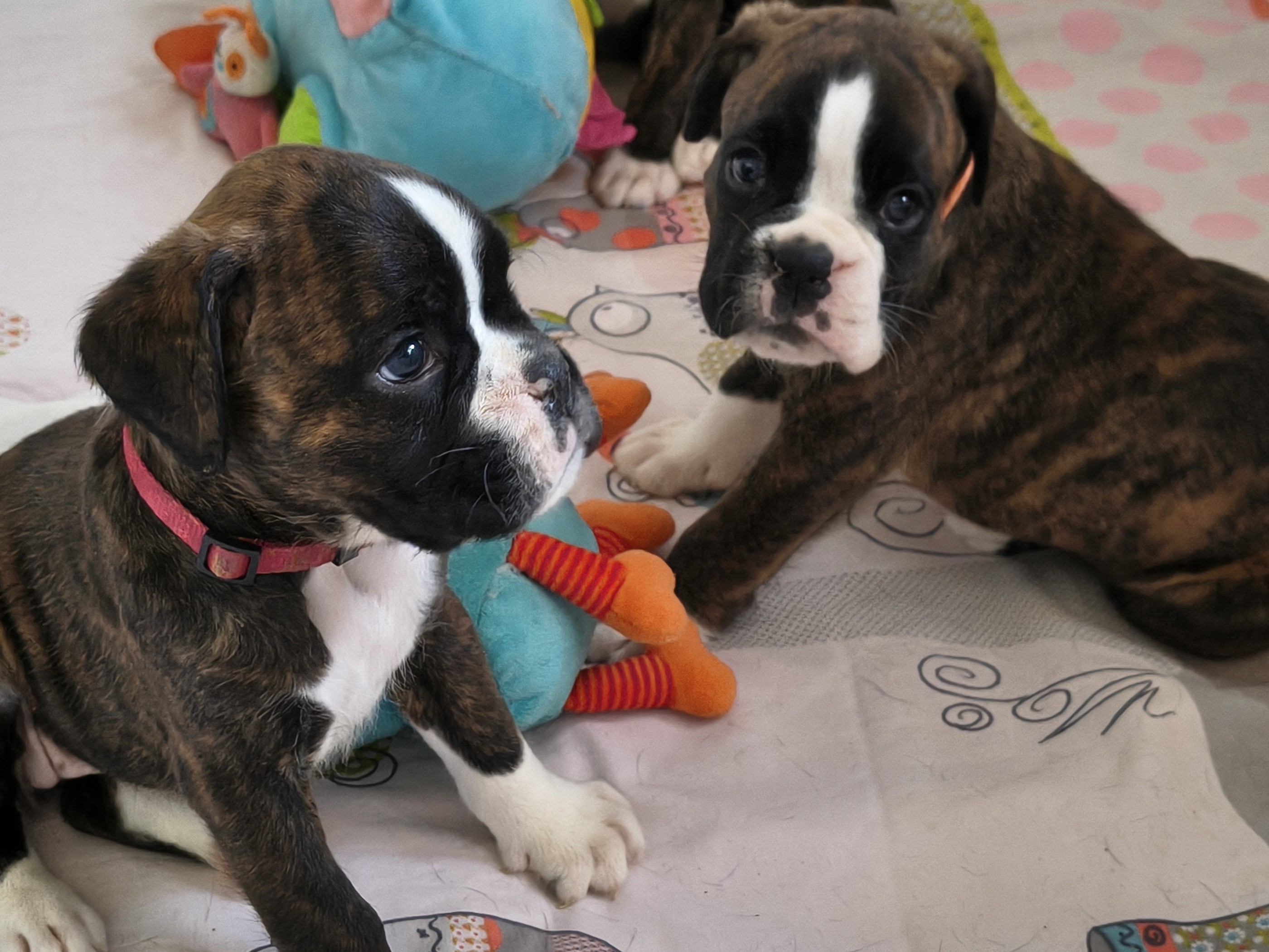 BONNIE & BIMBA 36 JOURS