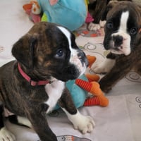 BONNIE & BIMBA 36 JOURS