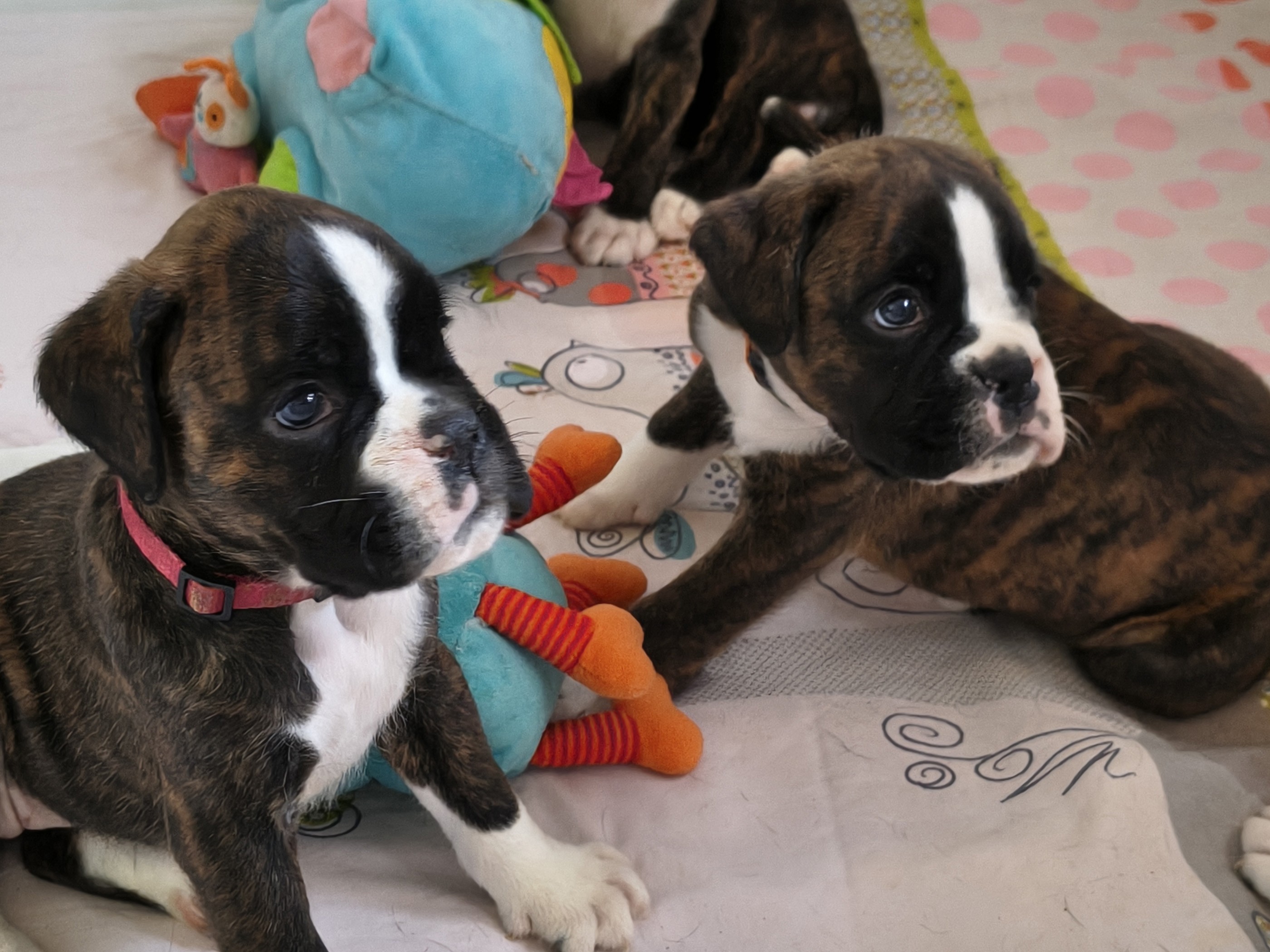 BONNIE & BIMBA 36 JOURS