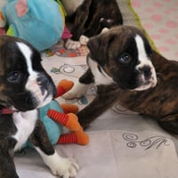 BONNIE & BIMBA 36 JOURS