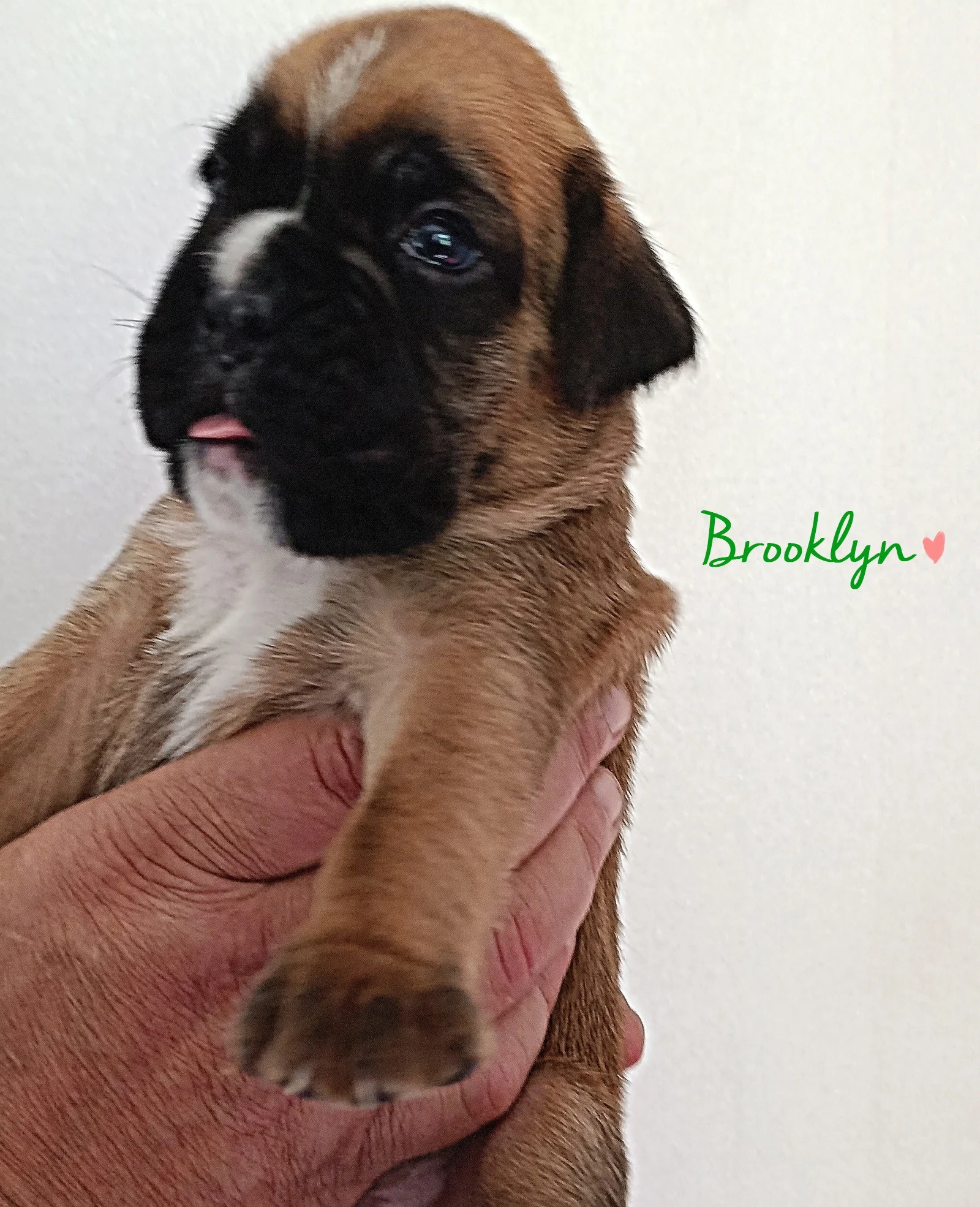 Brooklyn 20 jours