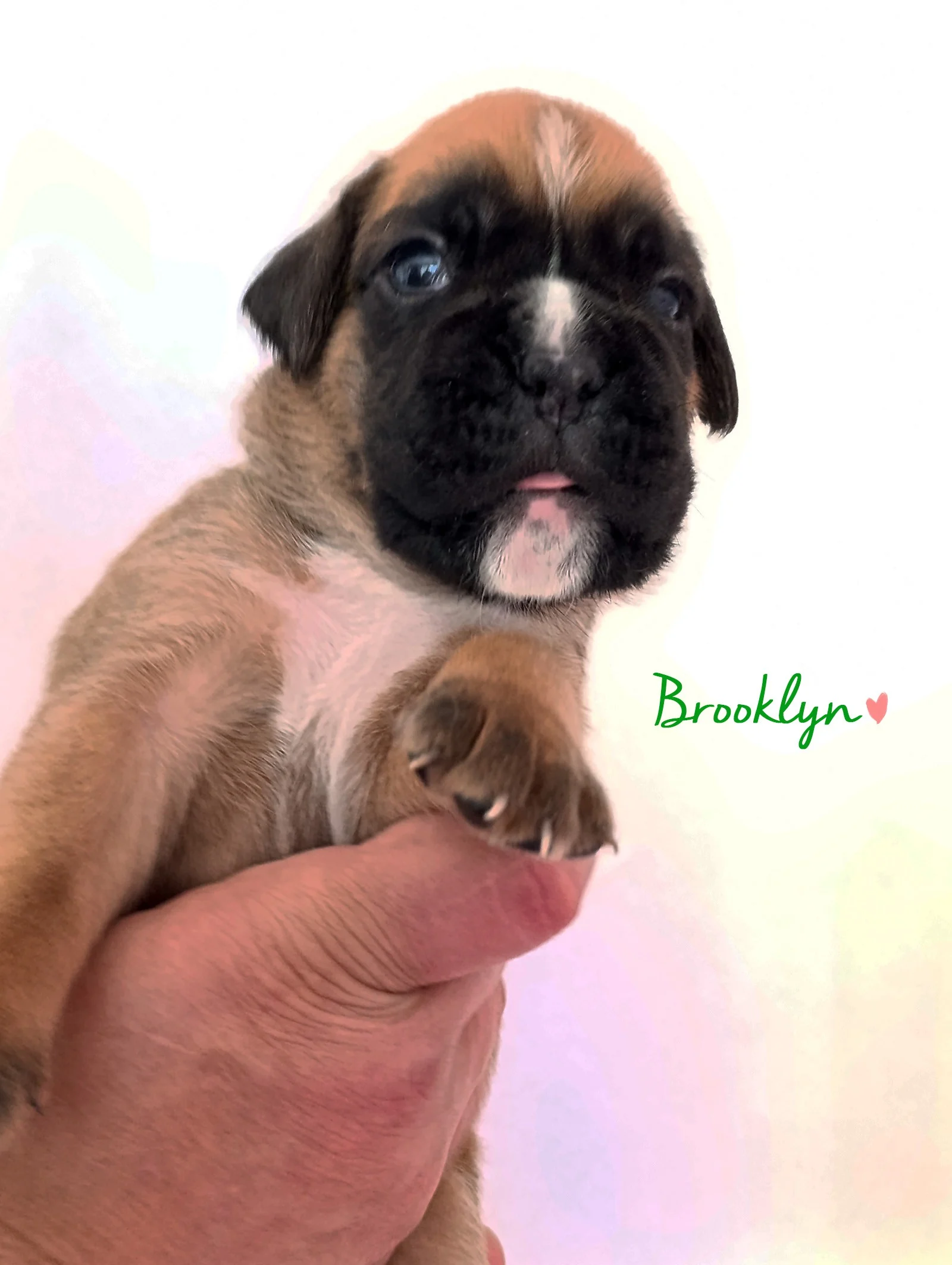 Brooklyn 20 jours