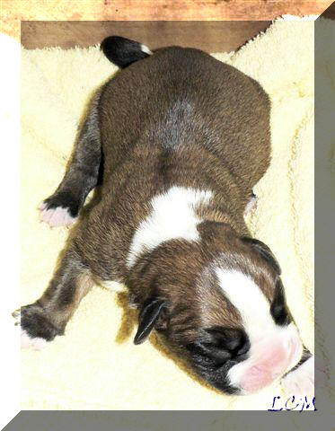 Photo de M. Le Coaudou