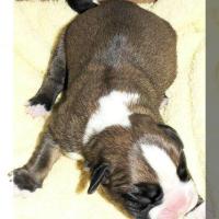 Photo de M. Le Coaudou