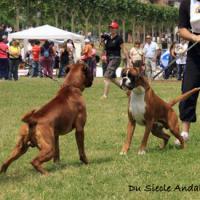 Chelton Atibox 2009 Barcelona