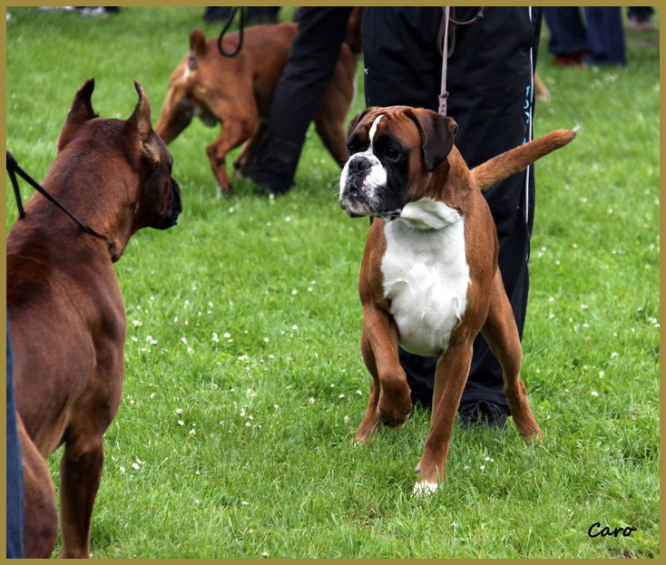 Chelton Atibox Pologne 2010