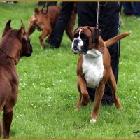 Chelton Atibox Pologne 2010