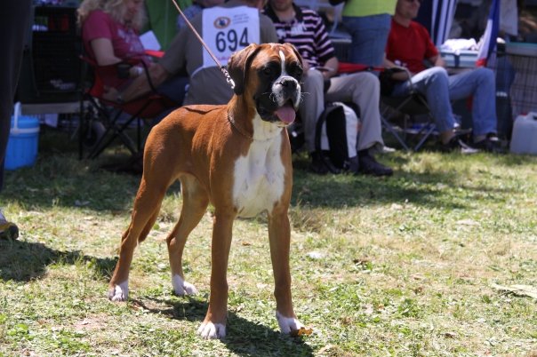 Darling Atibox Barcelona 2009