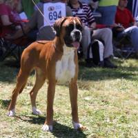 Darling Atibox Barcelona 2009