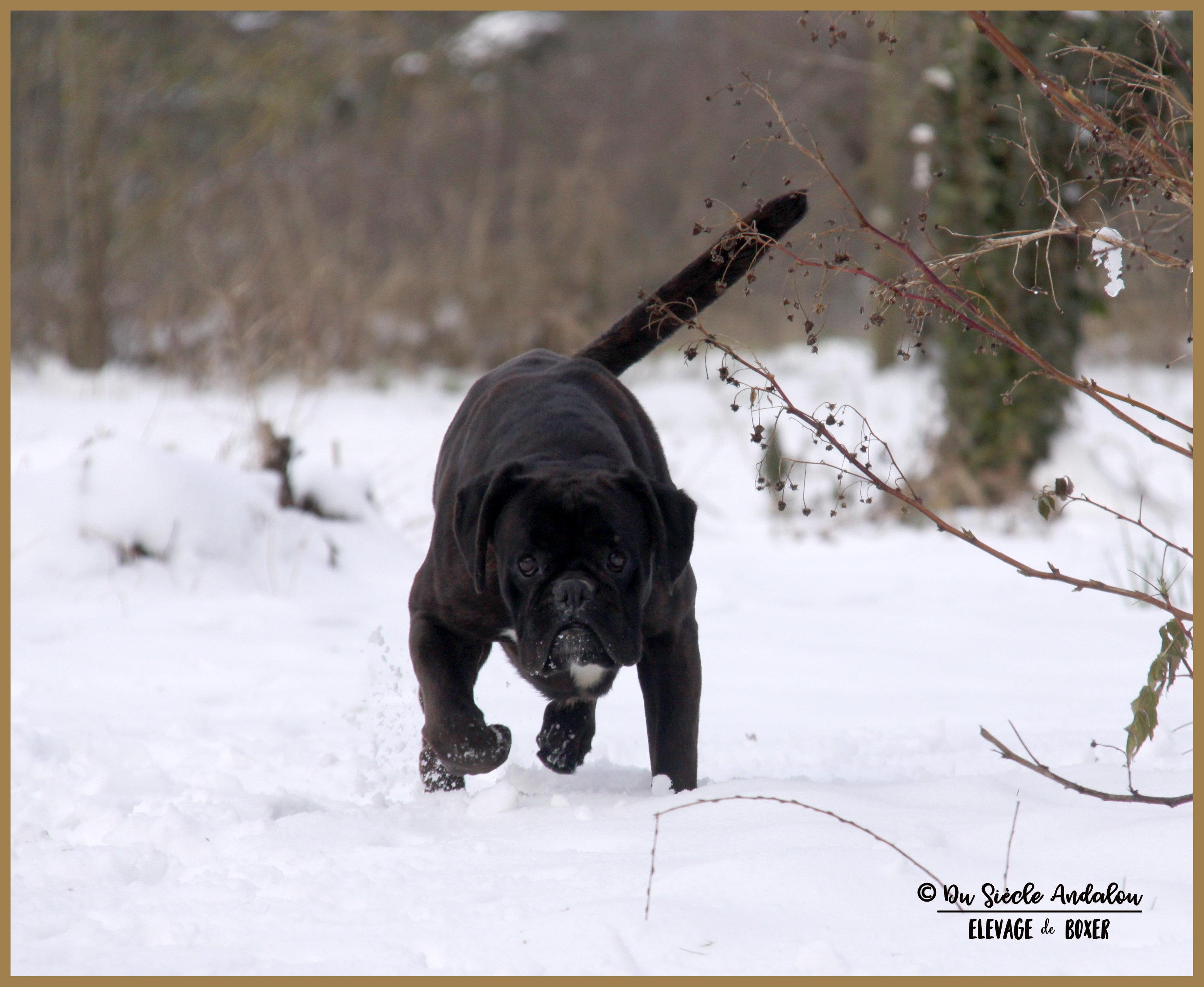 Ducati Neige 01.03.18 