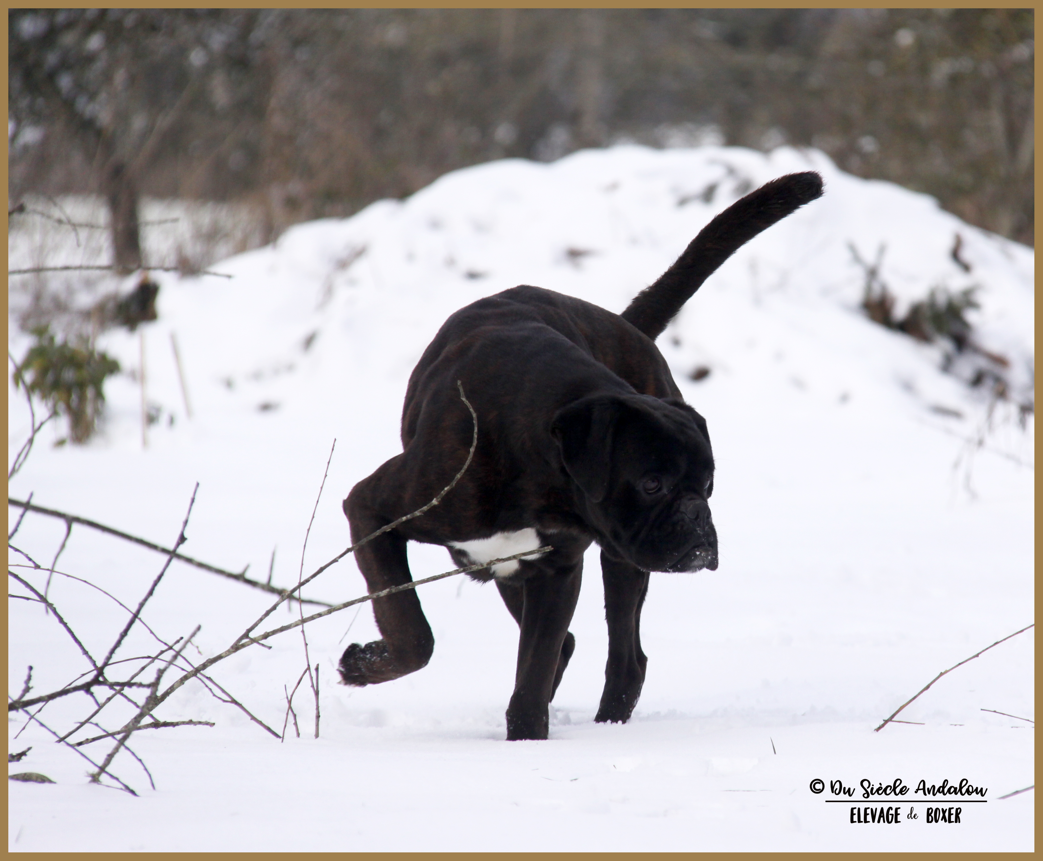 Ducati Neige 01.03.18 