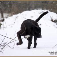 Ducati Neige 01.03.18 