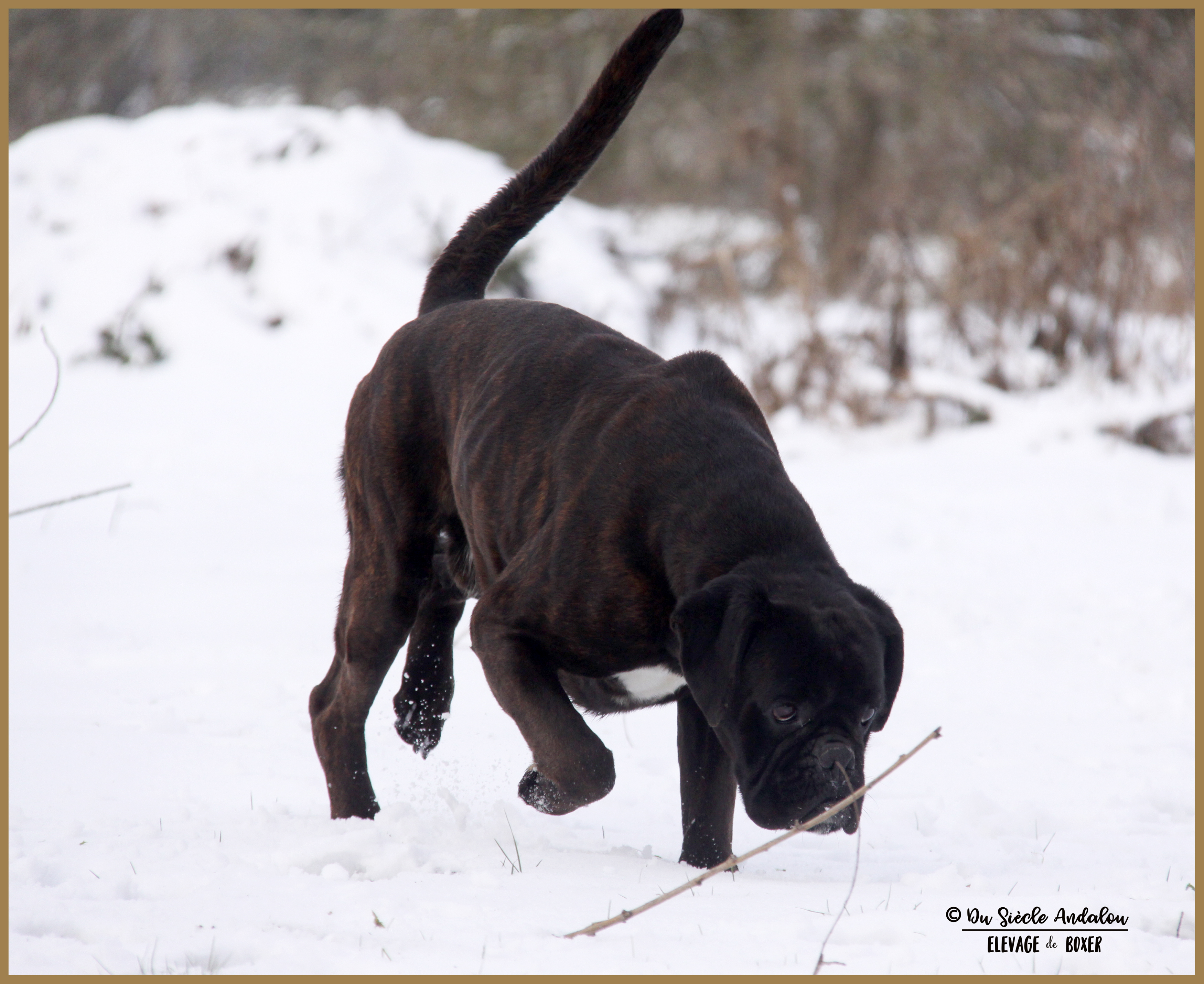 Ducati Neige 01.03.18 