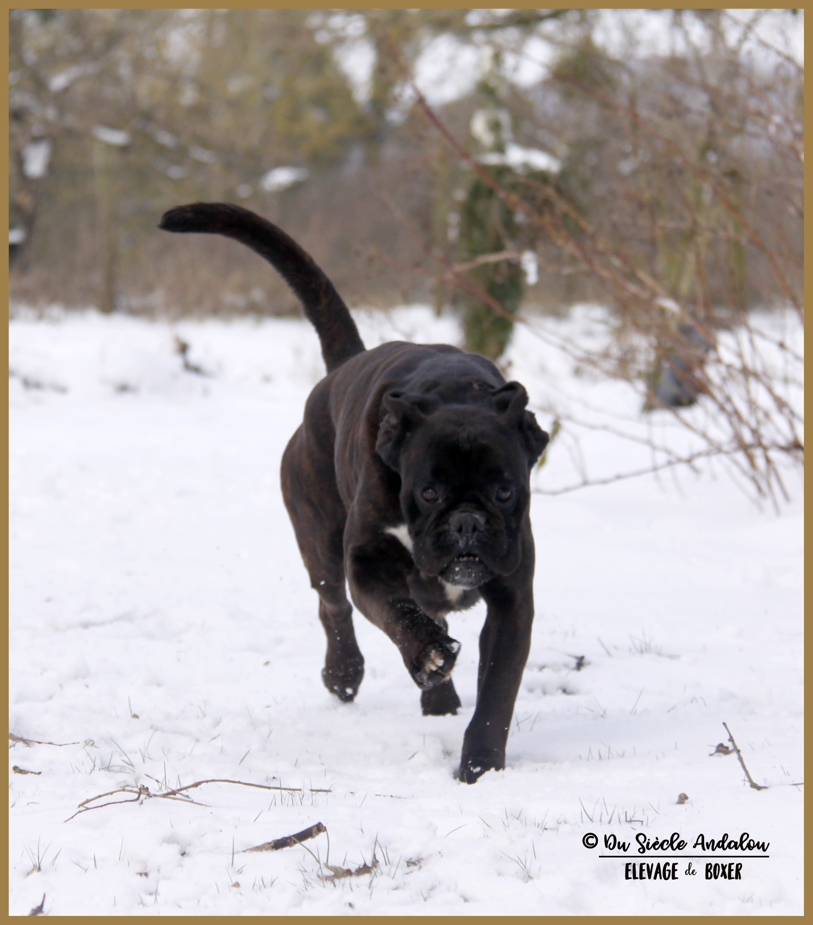 Ducati Neige 01.03.18 