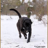 Ducati Neige 01.03.18 