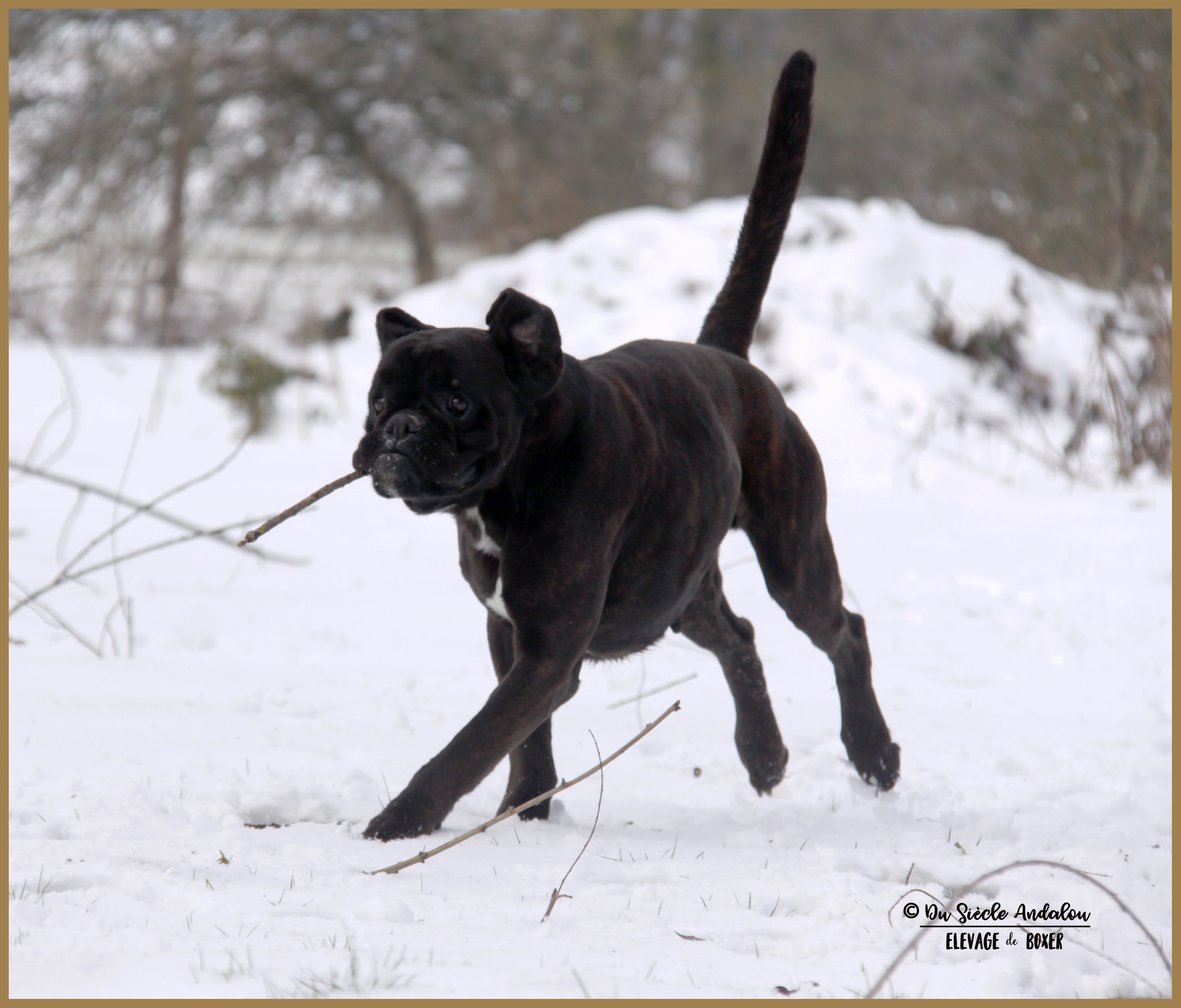Ducati Neige 01.03.18 