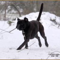 Ducati Neige 01.03.18 