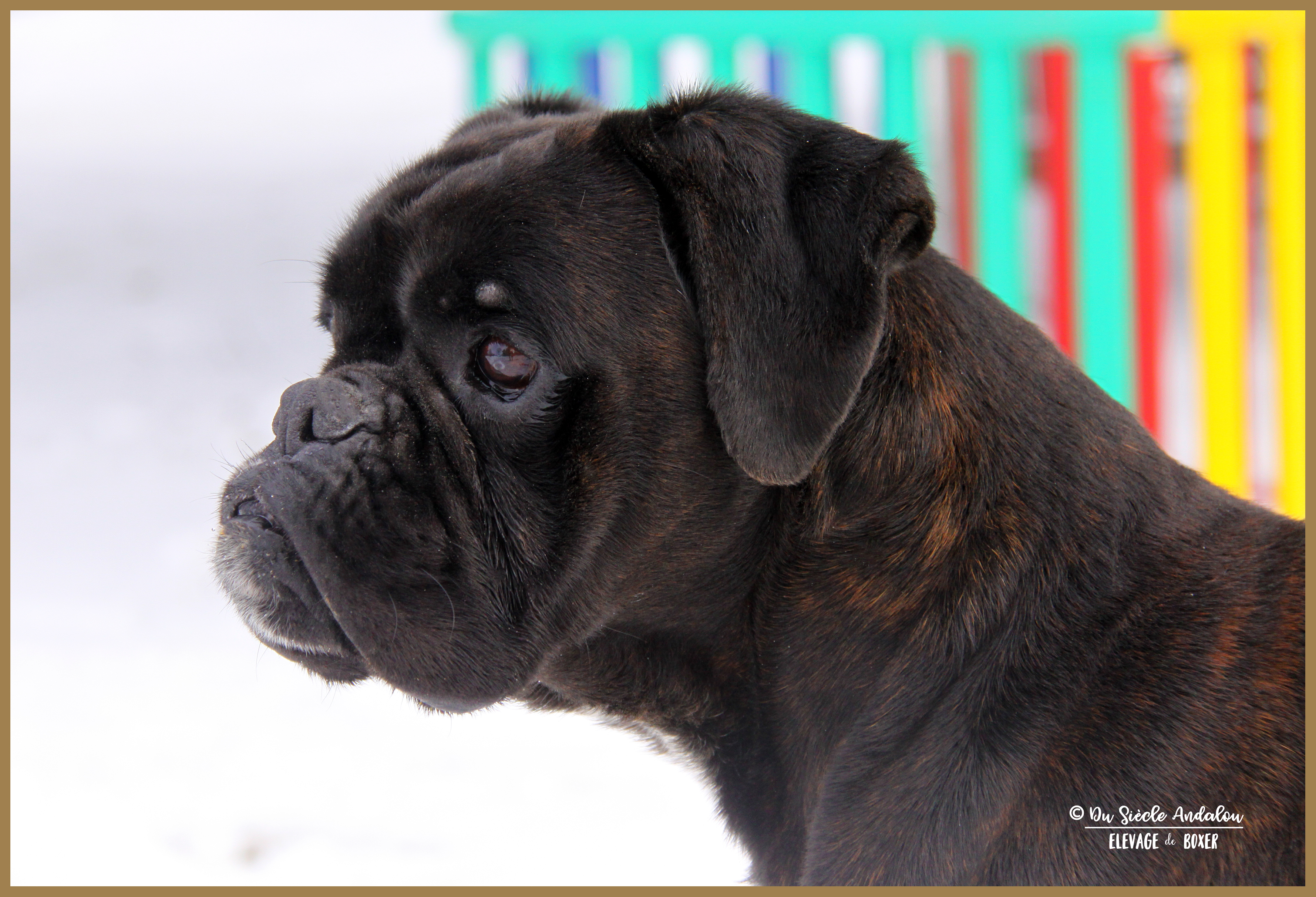 Ducati Neige 01.03.18 