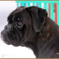 Ducati Neige 01.03.18 