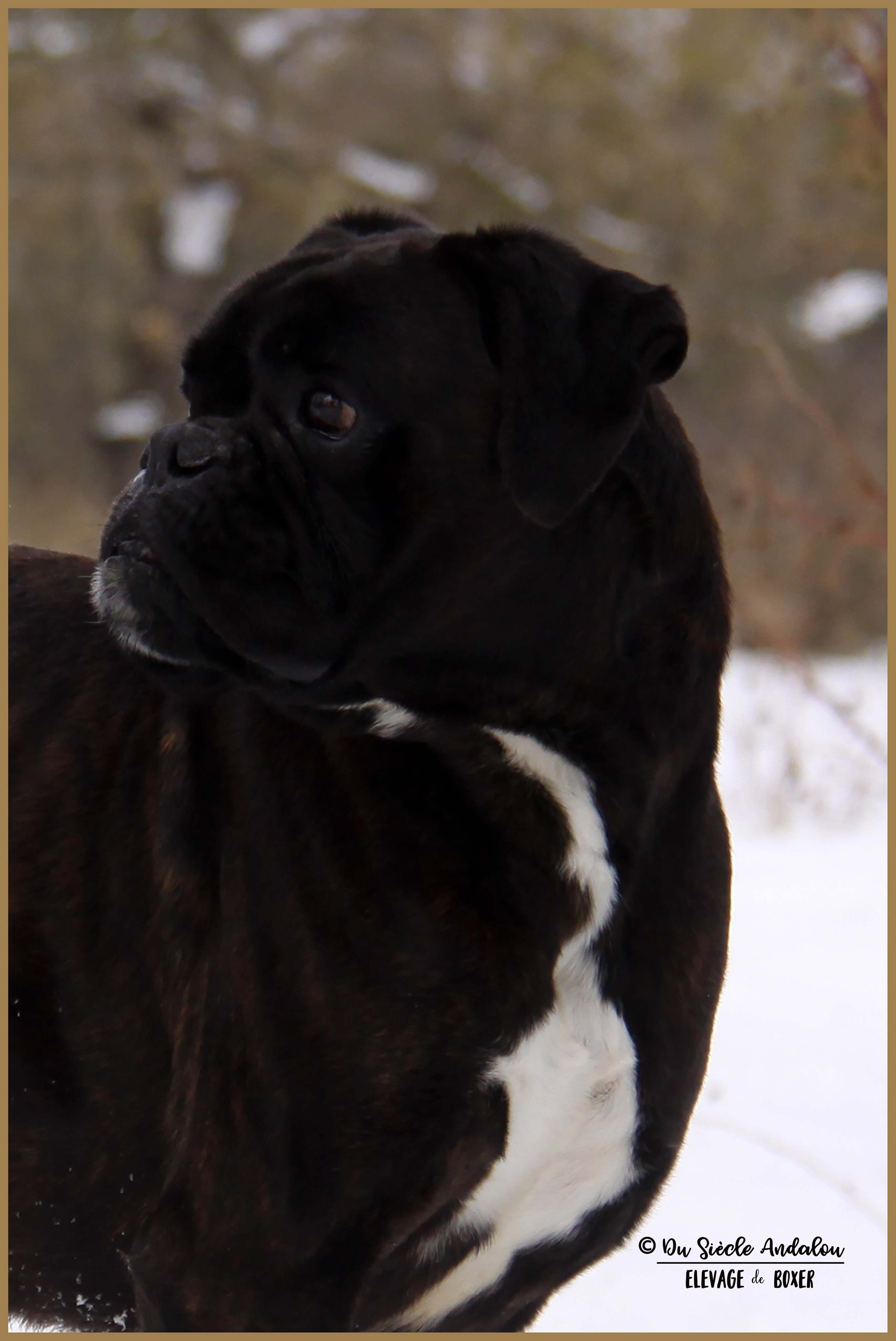 Ducati Neige 01.03.18 