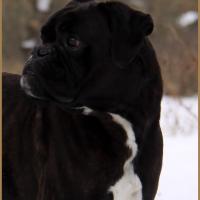 Ducati Neige 01.03.18 