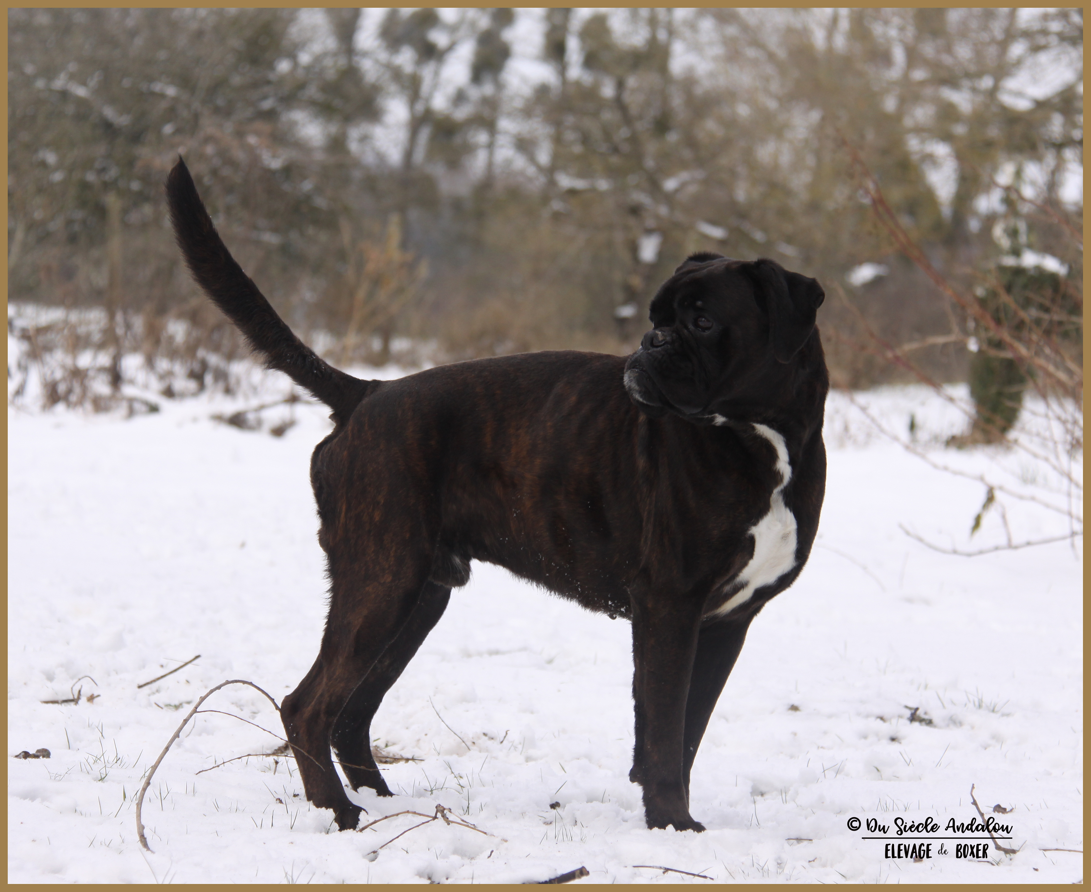 Ducati Neige 01.03.18 