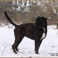 Ducati Neige 01.03.18 