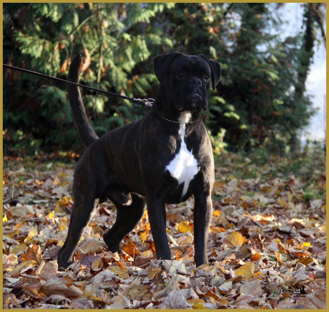 Ducati de Villatoga,   01.11.15