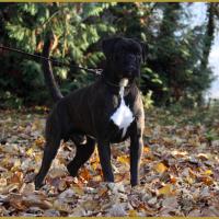 Ducati de Villatoga,   01.11.15