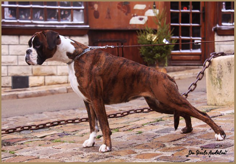 Engy, Décembre 2009