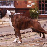 Engy, Décembre 2009