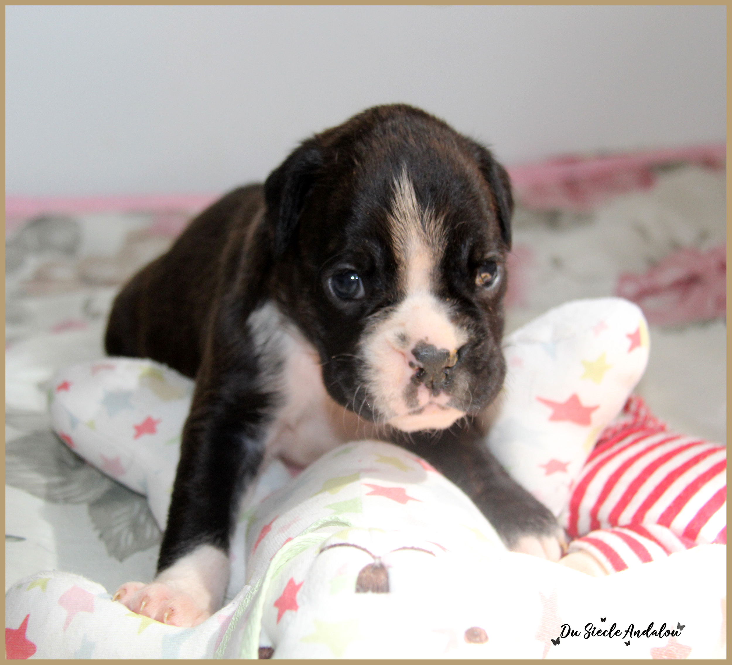 Praline, 26 Jours 