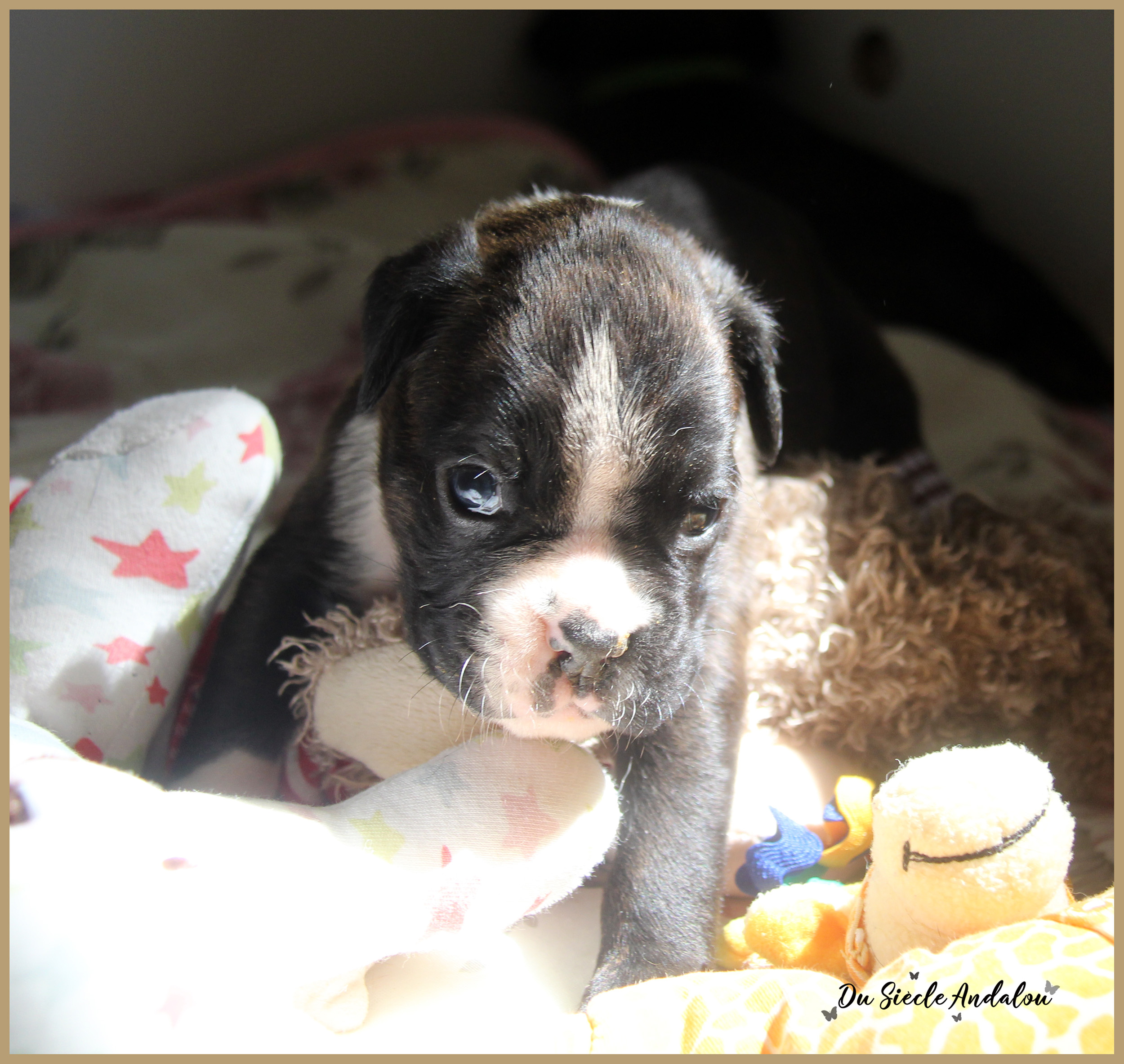 Praline, 26 Jours 