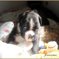 Praline, 26 Jours 