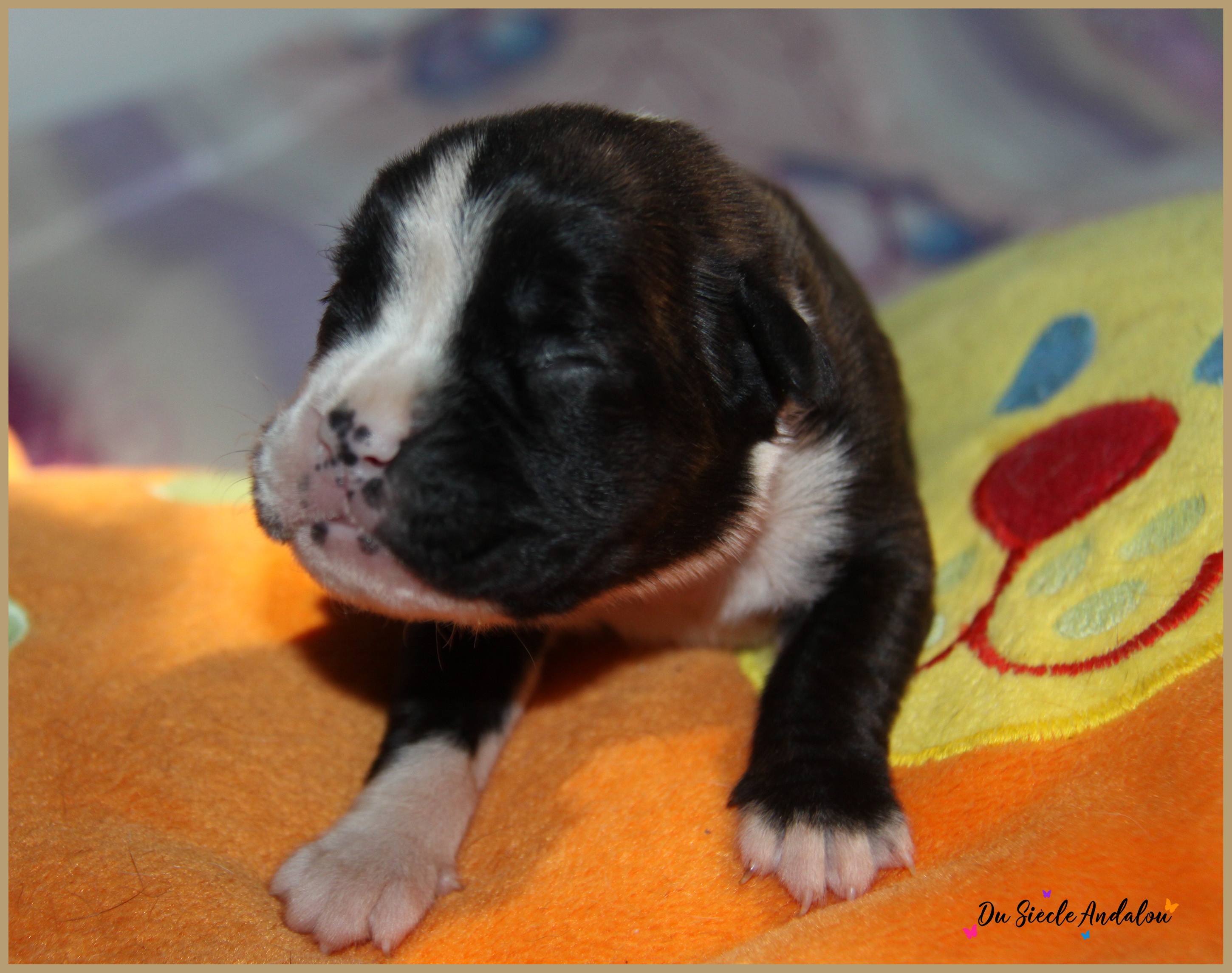Praline, 8 jours 