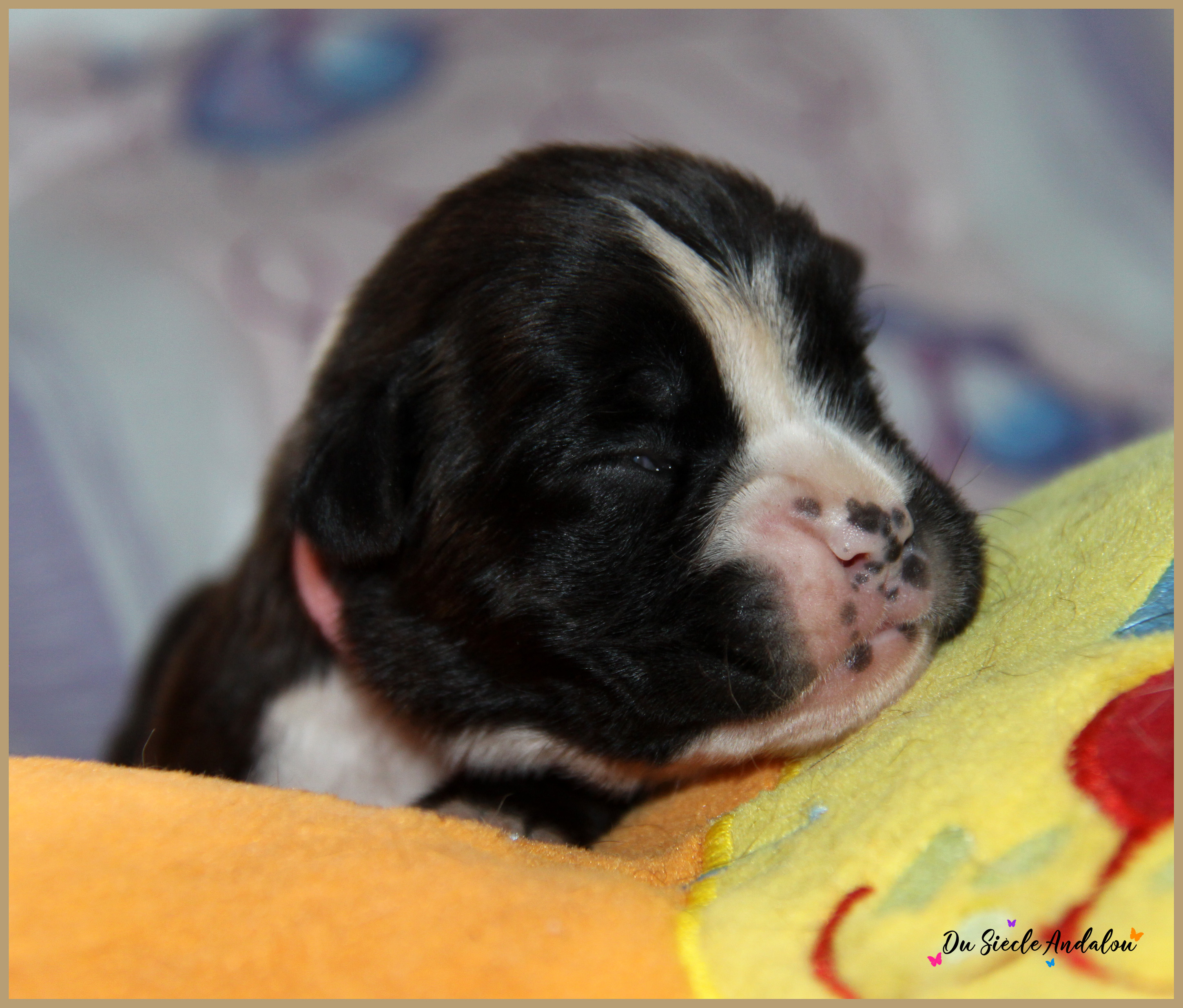 Praline, 8 jours 
