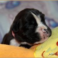 Praline, 8 jours 