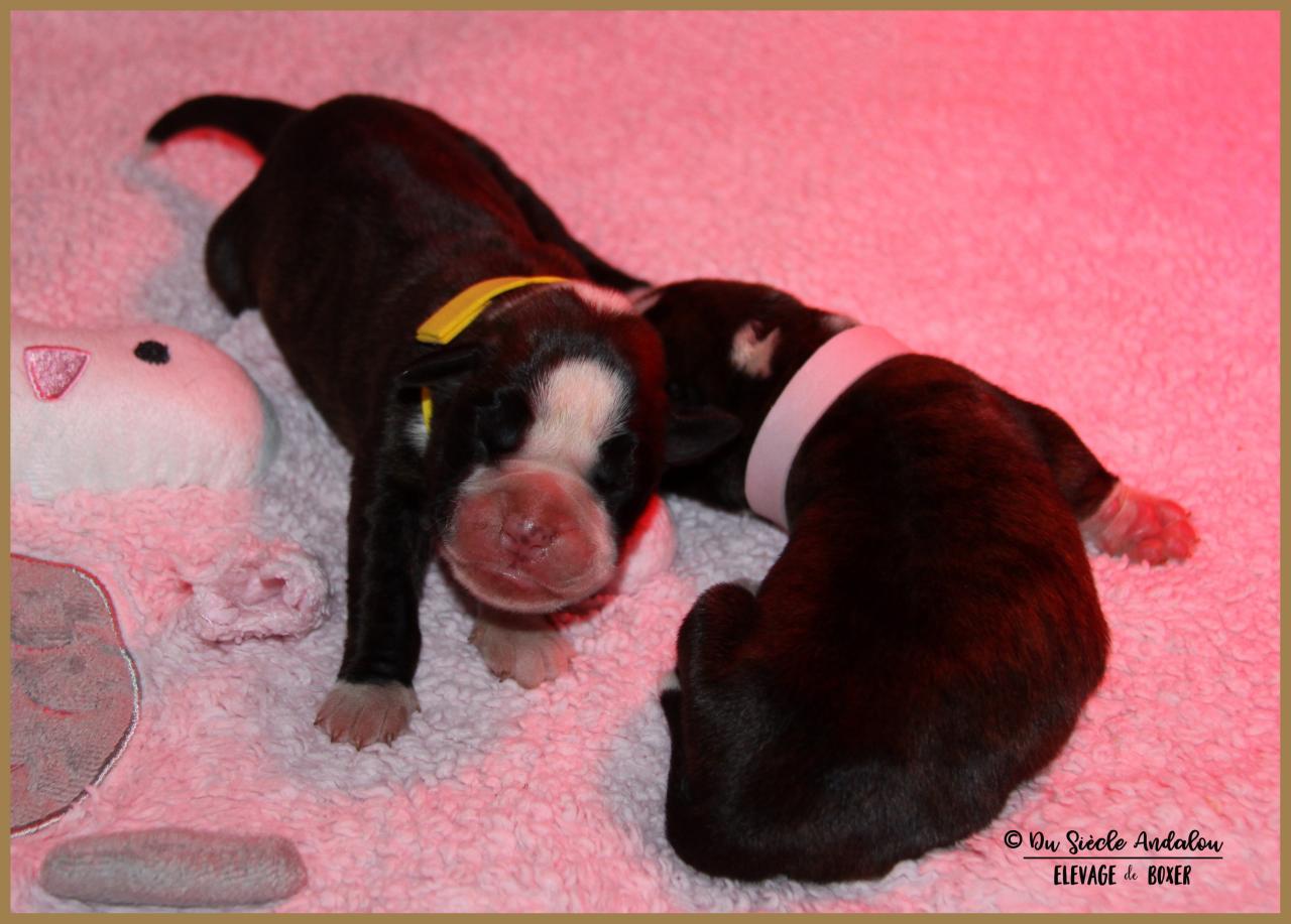 Onyx  & Oxane, 3 jours 04.01.18