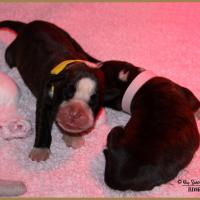 Onyx  & Oxane, 3 jours 04.01.18