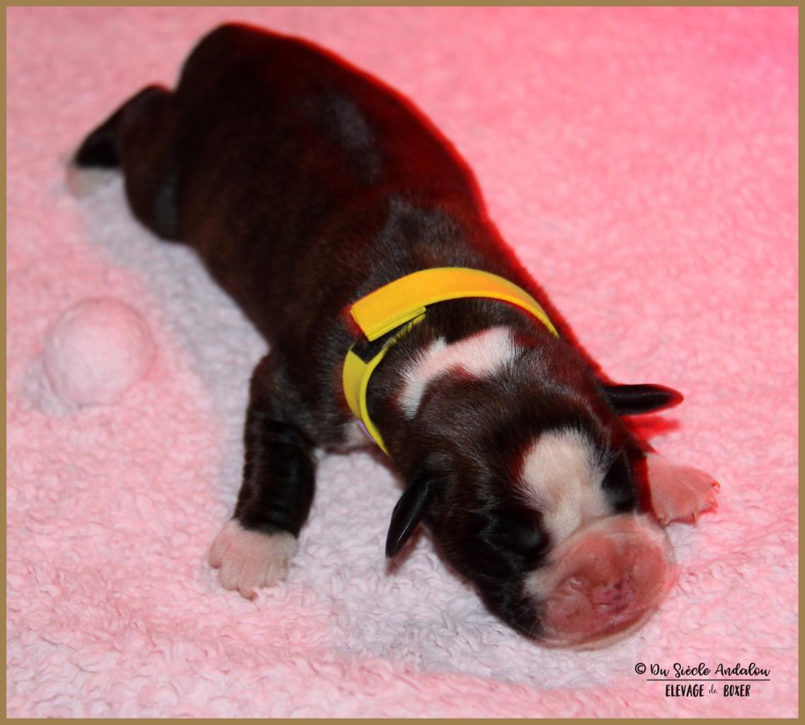 Onyx, 3 jours 04.01.18